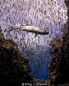 Tarpons and silversides in diver's paradise

First dive... by Ellen Cuylaerts 